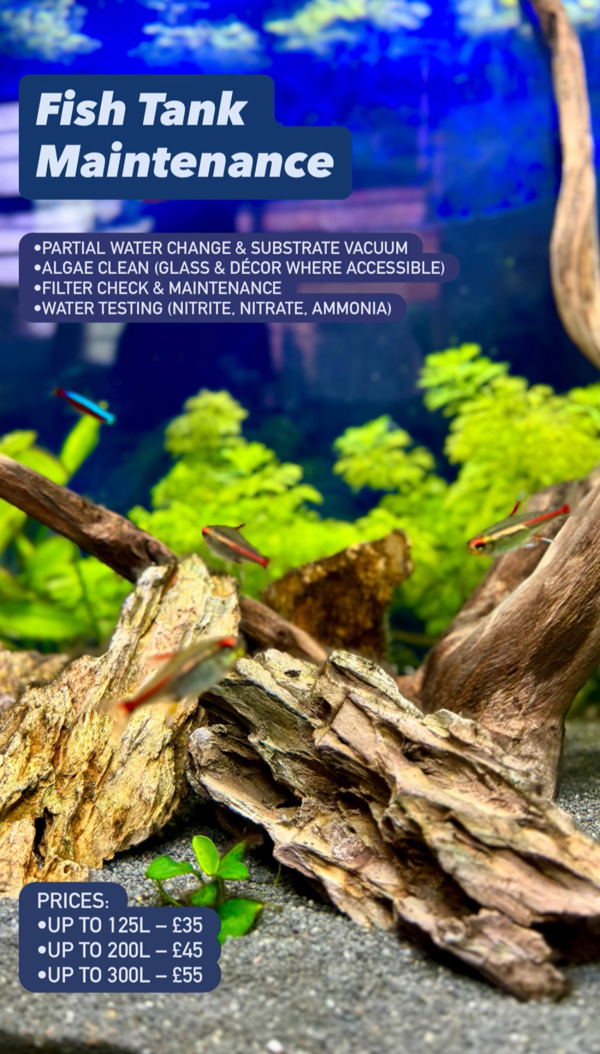 Fish tank Maintenance